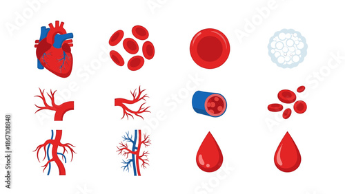 Illustration of Human Circulatory System, Blood Cells and Veins