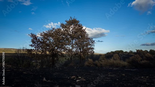 Wallpaper Mural Dramatic sunset timelapse of fire-ravaged forest with blackened ground and ash Torontodigital.ca