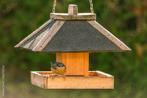Beautiful Nuthatch Perching At The Bird Feeder