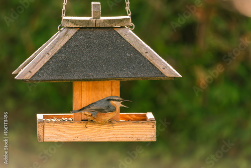 Beautiful Read-Breasted Nuthatch Calling At The Bird Feeder