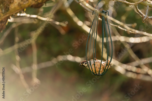 A Sparrow Observing The Feeding Ground