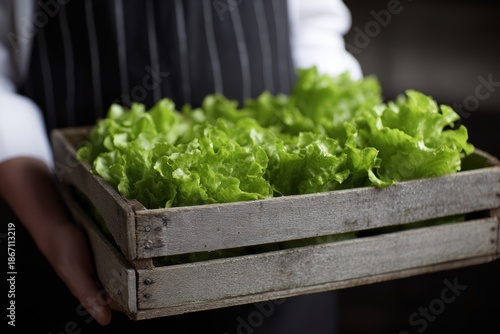 Fresh farm produce, gardener carrying crate of lettuce ready for market