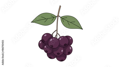 A cluster of dark purple berries with green leaves on a thin stem, depicted in a simple, illustrative style.