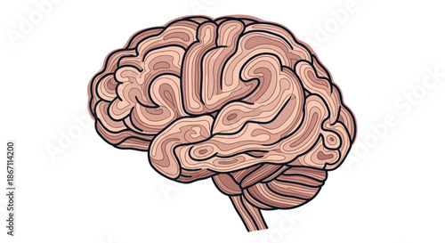 Scientific line art drawing of a human brain with realistic shading and detailed folds on a clean white background.