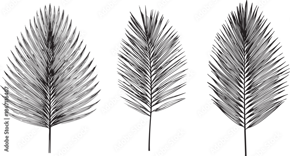 Fototapeta premium elegant areca palm leaf drawn as a thin black vector outline featuring long symmetrical fronds