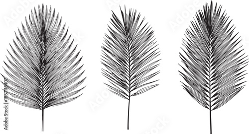 elegant areca palm leaf drawn as a thin black vector outline featuring long symmetrical fronds