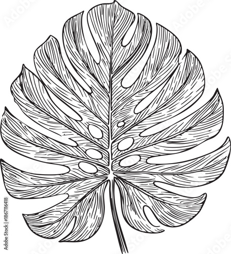 large tropical monstera leaf illustrated as a clean black vector outline with natural splits and smooth organic curves