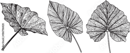 arrowhead alocasia leaf illustrated as a detailed black vector outline with strong vein structure