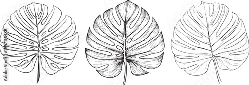 large tropical monstera leaf illustrated as a clean black vector outline with natural splits and smooth organic curves