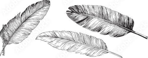 smooth elongated banana leaf drawn as a minimal black vector outline with soft curves and central vein