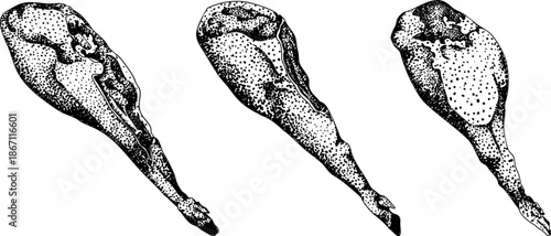 Engraving vector illustrations of various raw meat cuts, with detailed textures in realistic style