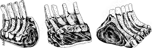 Engraving vector illustrations of various raw meat cuts, with detailed textures in realistic style