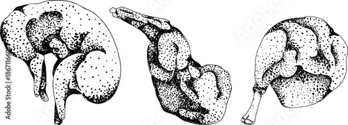 Engraving vector illustrations of various raw meat cuts, with detailed textures in realistic style