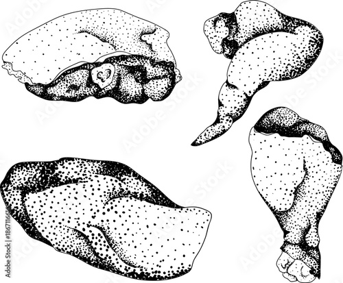 Engraving vector illustrations of various raw meat cuts, with detailed textures in realistic style