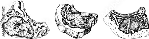 Engraving vector illustrations of various raw meat cuts, with detailed textures in realistic style