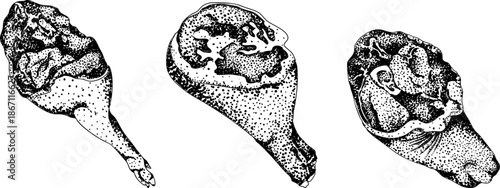 Engraving vector illustrations of various raw meat cuts, with detailed textures in realistic style