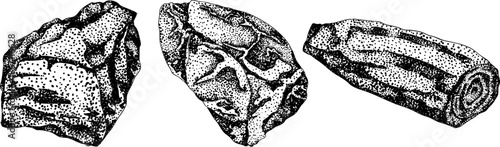 Engraving vector illustrations of various raw meat cuts, with detailed textures in realistic style