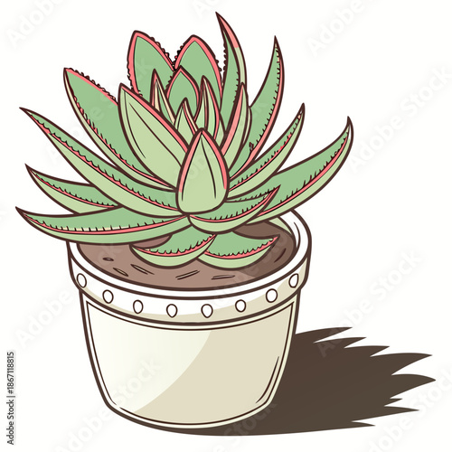 Small Potted Succulent Isolated on White - Cute Cactus