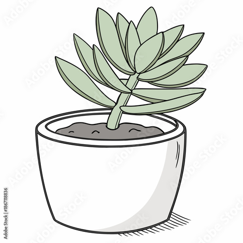 Small Succulent in White Pot Isolated on White - Cute Plant
