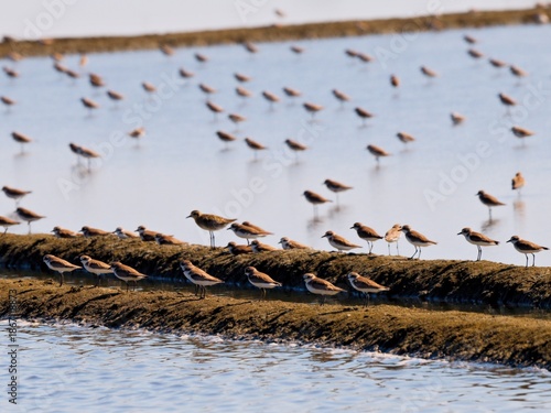 A large flock of Greater Sand Plovers resting and foraging on a mudflat ridge in the salt farm at Pak Talae Thailand