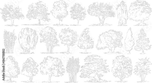Collection of detailed line of various trees and plants showcasing different species and forms in a botanical study style for educational or artistic use