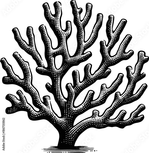 Vintage Black And White Illustration Of A Branching Coral Skeleton