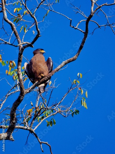Crested serpent-eagle perched on a branch sunbathing against a clear blue sky at Kaeng Krachan National Park Thailand
