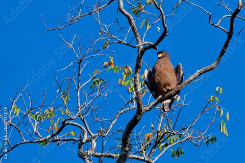 Crested serpent-eagle perched on a branch sunbathing against a clear blue sky at Kaeng Krachan National Park Thailand