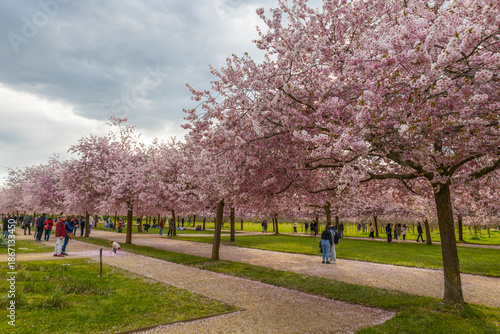 VENARIA REALE, ITALY, APRIL 1, 2025 - Japanese cherry trees in bloom in springtime at the Venaria Reale gardens of The Royal Palace of Venaria Reale, province of Turin, Italy