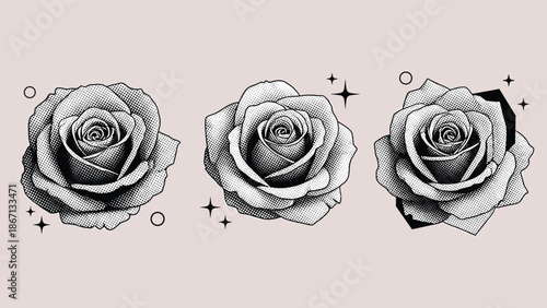 Three detailed rose flower illustrations in a vintage engraving style decorated with stars and minimalist circular accents.