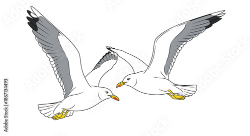 Two beautiful seagulls with grey and white feathers flying together in a clear sky with their wings spread wide in motion.