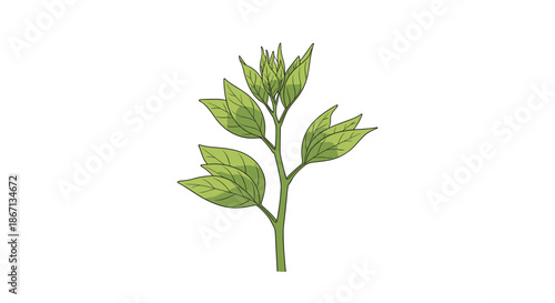 Detailed illustration of a green plant stem with multiple lush leaves growing upwards against a clean white background.