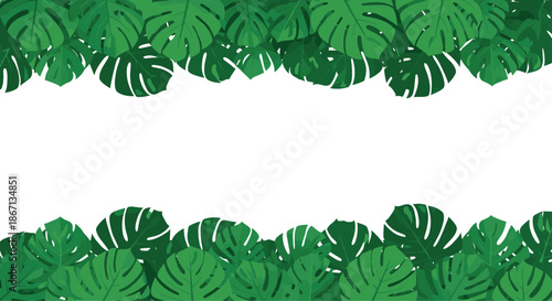 Border design made of lush green monstera leaves arranged densely on both the top and bottom of a white background.