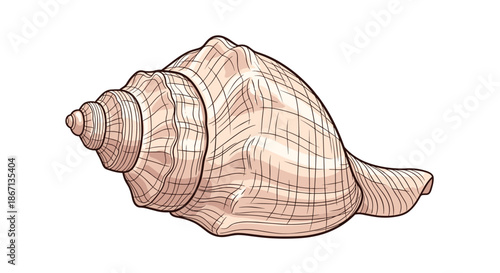 Detailed botanical style illustration of a large spiral conch seashell with intricate textures and soft colors on a white background.