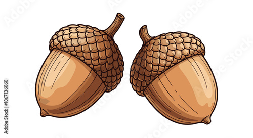 Realistic botanical illustration of two brown acorns with textured caps and smooth shells on a white background.