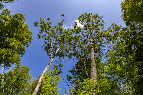 Sky view through the canopy
