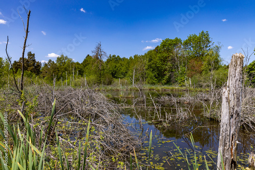 Peace and quiet in the Schwenninger Moos