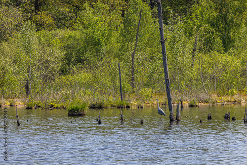 Heron in the Schwenninger Moos