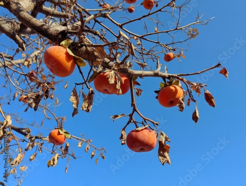 Looking up at the tall persimmon tree from the ground
