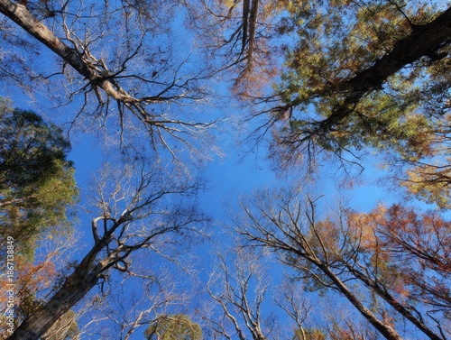 Looking up at the tall persimmon tree from the ground