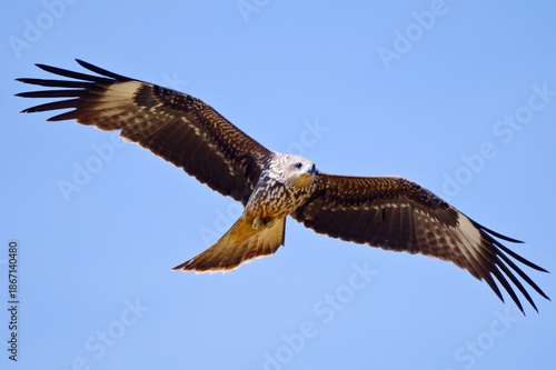 During Harvesting Period Jan'26, Black-eared kite gliding through the air with wings outstretched against a bright sky at Nong Pla Lai Paddy Field Thailand 