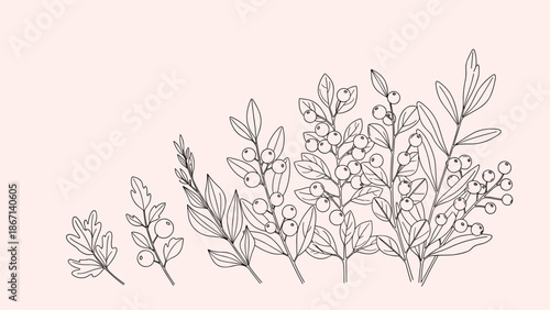 Elegant black and white line art illustration of various berry branches with delicate leaves and round fruits.