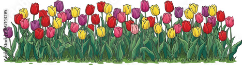 Blooming Symphony: A vibrant array of tulips bursts forth in a vivid display of colors, transforming any scene into a lively canvas of spring