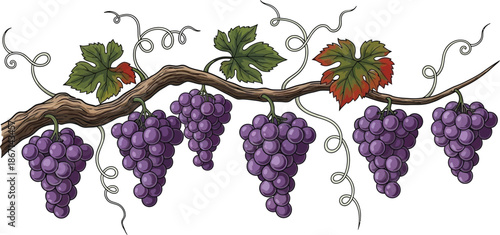 Purple Grape Vine: A close-up showcases a detailed depiction of a flourishing grapevine laden with clusters of ripe, purple grapes, with fresh green leaves and a gnarled stem.
