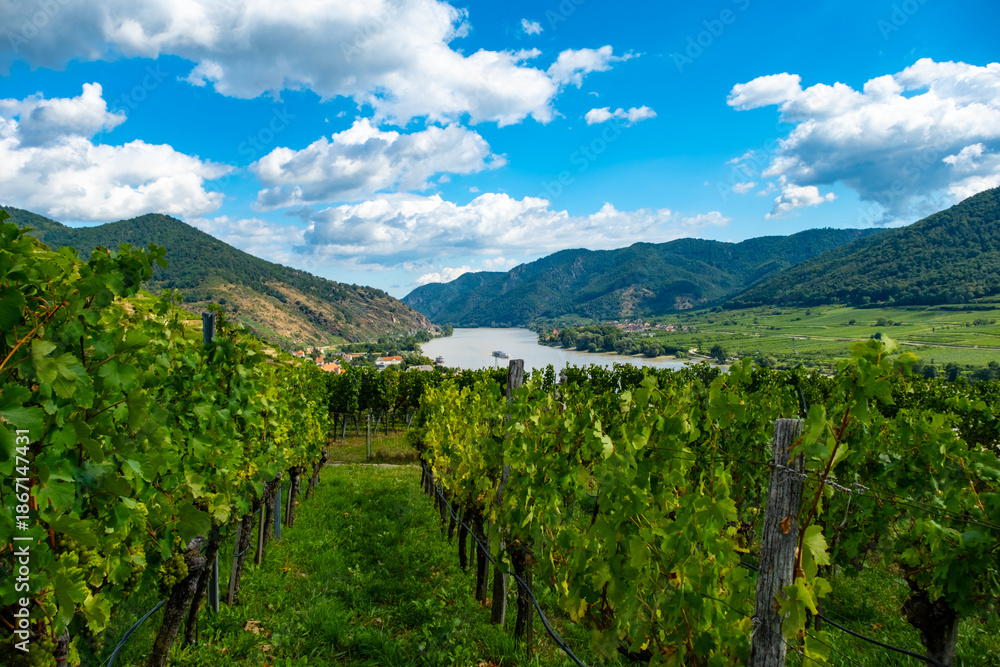 Obraz premium Vineyards and Donau river in Wachau valley Austria with autumn colored leaves small traditional village on sunny day. Traditional wine and tourism region,