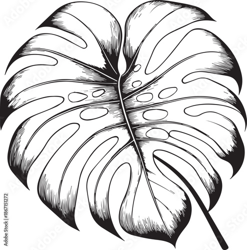 Hand Drawn Sketch of a Monstera Tropical Leaf in Black and White Line Art
