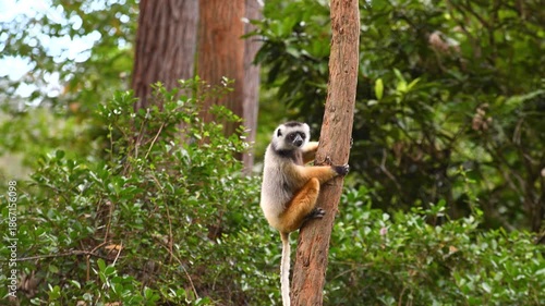 A young animal holds tightly to a tree branch in a forest. The lighting shows the bright green background as it explores its surroundings. It observes the area closely and seems curious.