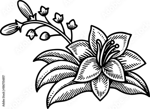 Elegant hand drawn lily flower with buds and large leaves in black and white line art