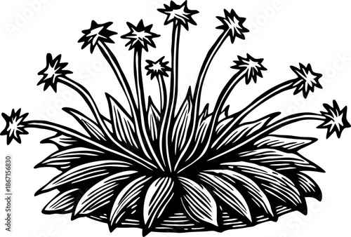 Agave plant with spiky flowers, desert succulent with long leaves and star shaped blossoms