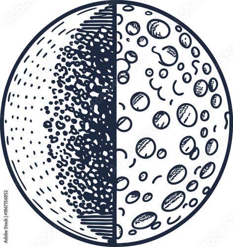 Moon phases illustration showing dark and light halves with detailed craters and shadows